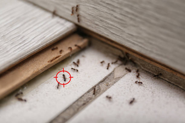 Spider Control Near Me in Clarkston, GA