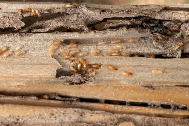 Best Insect Control  in Clarkston, GA